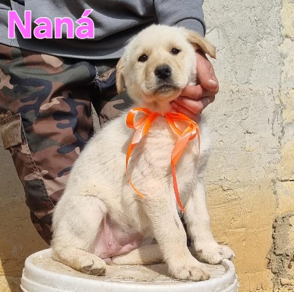 NANA' CUCCIOLA FEMMINA Foto 3